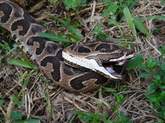 Bothrops alternatus