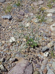 Eriogonum rotundifolium