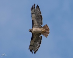 Buteo jamaicensis