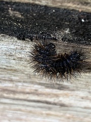 Pseudohemihyalea edwardsii