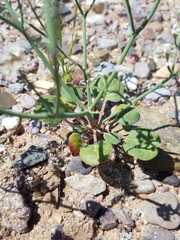 Eriogonum rotundifolium