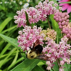 Bombus griseocollis