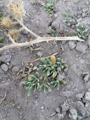 Sea Purslane (Sesuvium revolutifolium)