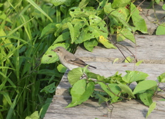 Syrtidicola fluviatilis