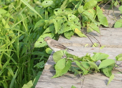 Syrtidicola fluviatilis
