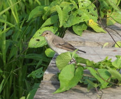 Syrtidicola fluviatilis