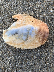 Pododesmus macrochisma