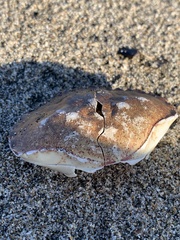 Romaleon antennarium