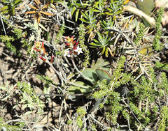 Adromischus sphenophyllus