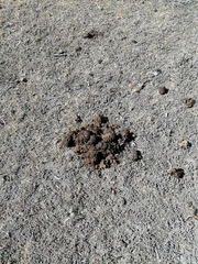 Equus caballus