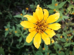 Tithonia tubaeformis