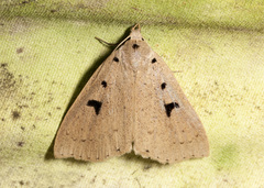 Scolecocampa atriluna