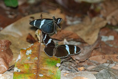Heliconius antiochus