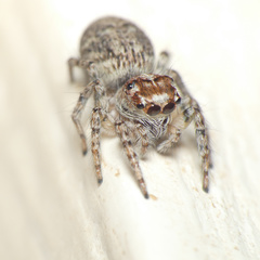 Tusitala