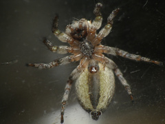 Tusitala