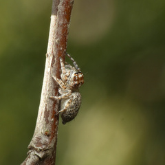 Tusitala