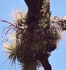 Tillandsia butzii