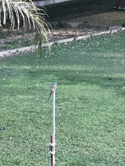 Coracias abyssinicus