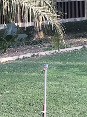 Coracias abyssinicus