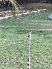 Coracias abyssinicus