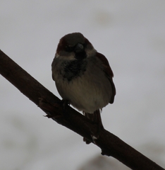 Passer domesticus