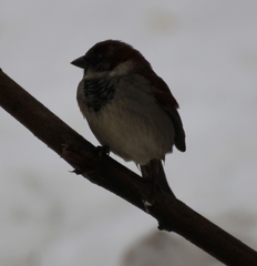 Passer domesticus