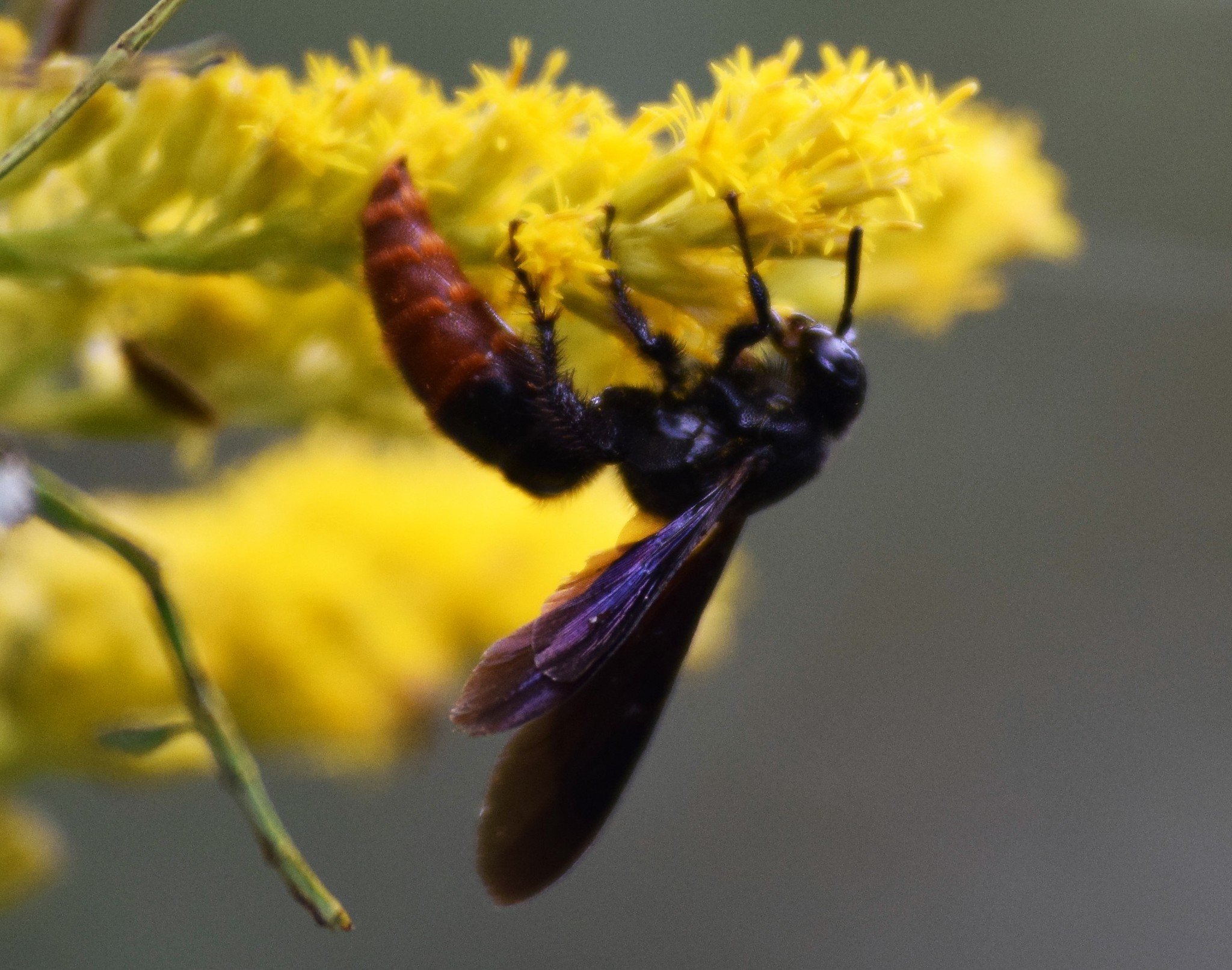 Photos of Blood-tailed Scoliid Wasp (Subspecies Scolia dubia