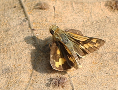Potanthus pseudomaesa