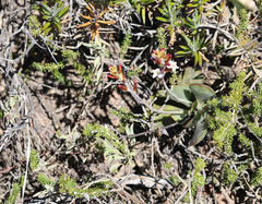 Adromischus sphenophyllus