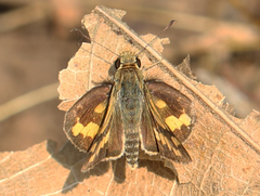 Potanthus pseudomaesa