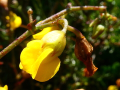 Hermannia confusa