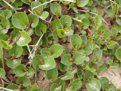 Salix nummularia