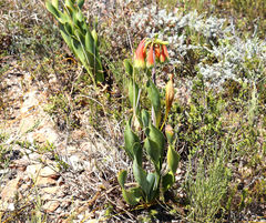 Cyrtanthus obliquus