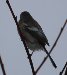 Carpodacus sibiricus