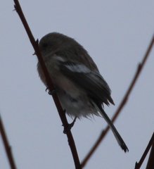 Carpodacus sibiricus
