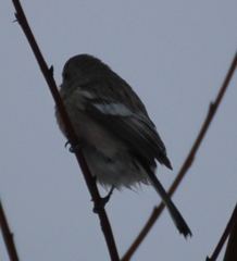 Carpodacus sibiricus
