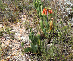 Cyrtanthus obliquus