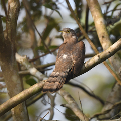 Cuculiformes