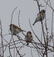 Carduelis carduelis