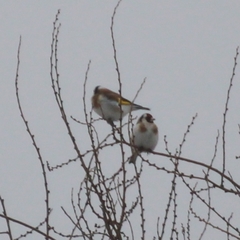 Carduelis carduelis