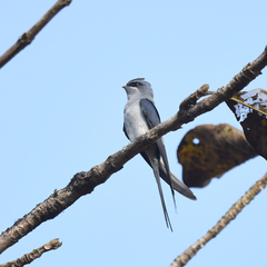 Hemiprocne coronata