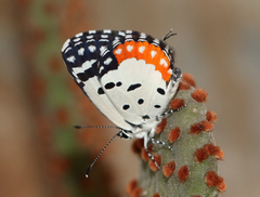 Talicada nyseus nyseus
