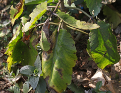 Talicada nyseus nyseus