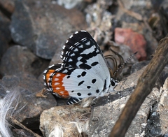Talicada nyseus nyseus
