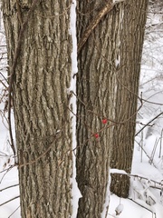 Celastrus orbiculatus