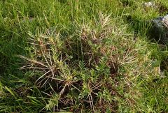 Astragalus bactrianus