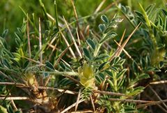 Astragalus bactrianus