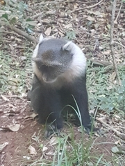Cercopithecus mitis kolbi