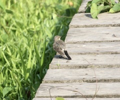 Syrtidicola fluviatilis