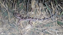 Hemidactylus sahgali